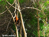 Spider Monkey Howls